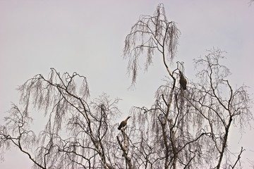 Zwei balzende Nilgänse (Alopochen aegyptiaca) im Baum