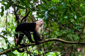capuchin monkey, Manuel Antonio National Park, Costa Rica, Central America