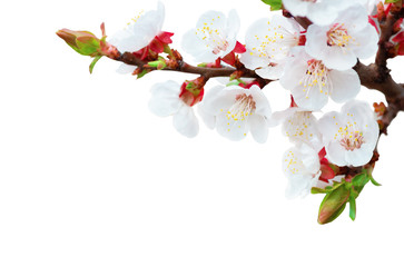 Obraz na płótnie Canvas flowers apricot tree in spring close up