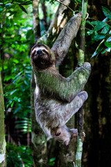 sloth, Manuel Antonio National Park, Costa Rica, Central America © eyeworld