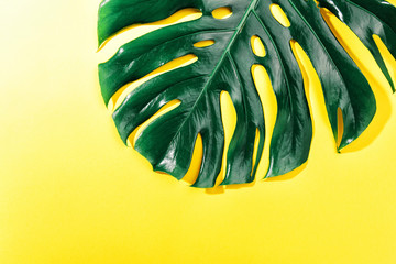 Fototapeta na wymiar Monstera green leaf on yellow