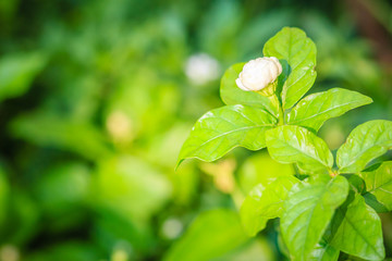 Cluster of budding jasmine flower in the green garden background. Beautiful Arabian jasmine (Jasminum sambac) bud flower on tree.