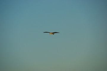 pelican Alcatraz. flying pelican in the blue sky