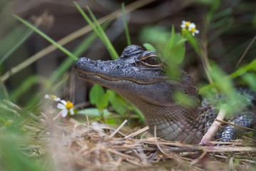 Close up of baby alligator