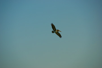 pelican Alcatraz. flying pelican in the blue sky