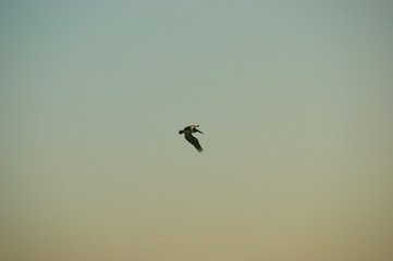 pelican Alcatraz. flying pelican in the blue sky
