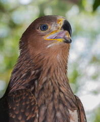 portrait of a young eagle shot in the forest