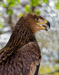 portrait of a young eagle shot in the forest