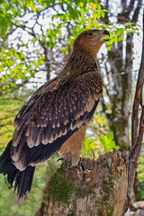 portrait of a young eagle shot in the forest