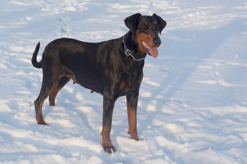 Five year old female on a winter walk. The breed of this dog is called Doberman.