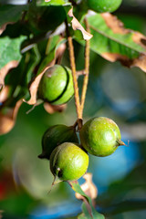 Ripe macadamia nuts handing on macadamia tree ready for harvest