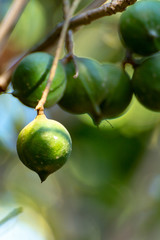 Ripe macadamia nuts handing on macadamia tree ready for harvest