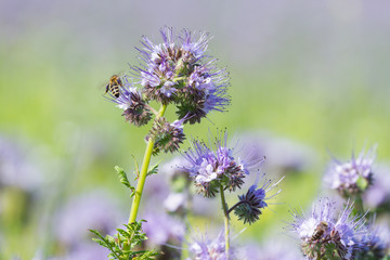 Honey flowers of Phacelia and bee