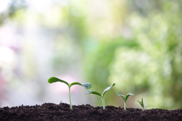 small tree sapling plants planting 