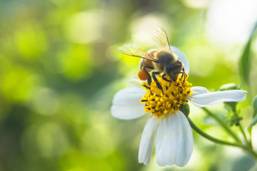 Close-up photos of bees that are collecting nectar and pollen on their legs.