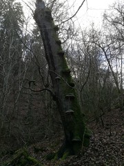 Wichteltreppe aus Baumpilzen an einem toten Baum