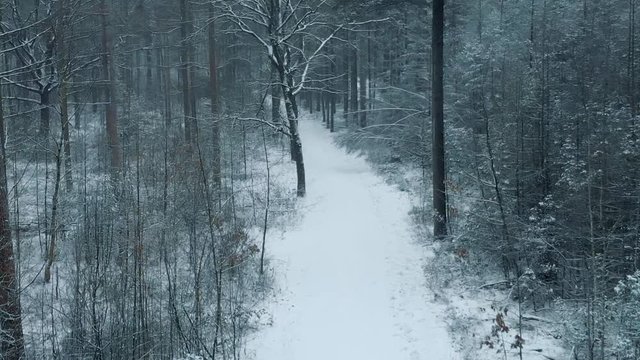 Aerial drone flyover of moody snow covered winter path in pine forest.