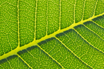 green tree leaf texture, the pattern of tree leaf, the leaf texture