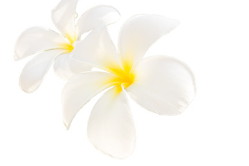Plumeria flower isolated, close-up white and yellow flower in nature