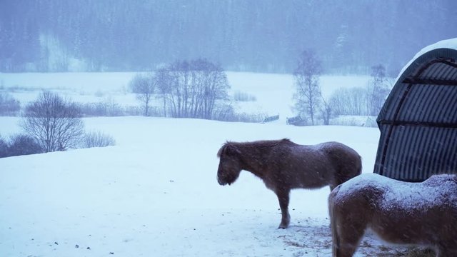 Horses standing outside in Blizzard