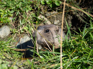 Groundhog on meadow