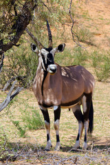 Naklejka na ściany i meble The gemsbok or gemsbuck (Oryx gazella) resting in the shade of bushes during the midday heat.