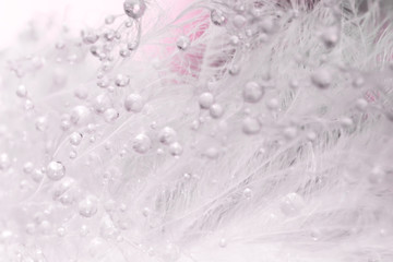 the bird hair pattern in macro view, water drop on hair abstract background, close-up water drop on pink background