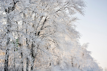 Frozen winter trees covered with snow. Winter time
