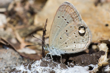 macro butterfly in nature, macro insect in nature, animal in wild