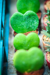 Lined up Green Hoya Kerrii, Lucky-Heart, Sweetheart or Valentines Hoya plants on the pots for sale. A row of Heart Leaf Hoya in the pot for decoration.