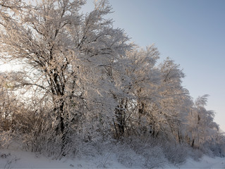 Frozen winter trees covered with frost. Winter time