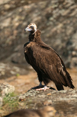 Cinereous (Eurasian Black) Vulture (Aegypius monachus), Full Length Portrait