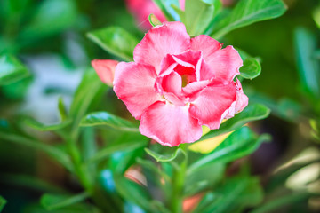 Beautiful hybrid Adenium Obesum (Desert rose) red layered flower for sale at the tree market.