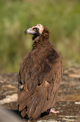 Cinereous (Eurasian Black) Vulture (Aegypius monachus), Full Length Portrait