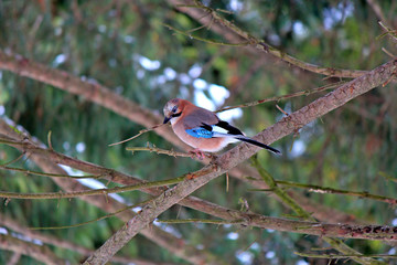 Jay in forest thickets