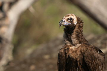 Cinereous (Eurasian Black) Vulture (Aegypius monachus), Head Portrait of Vulture