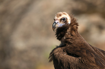 Cinereous (Eurasian Black) Vulture (Aegypius monachus), Head Portrait of Vulture