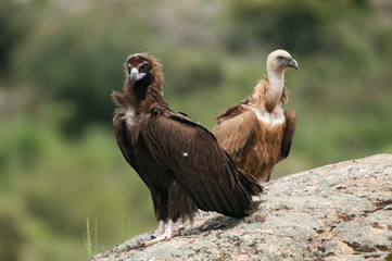Cinereous Vulture, Aegypius monachus and Griffon Vulture, Gyps fulvus, standing on a rock