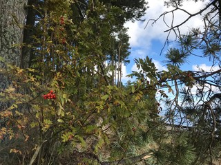 branch of a tree