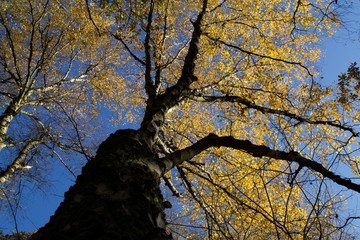 Wandeling Meinweg Gebied