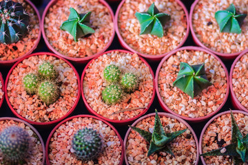 Small cute cactus for sale at the tree market.