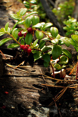 Cowberry in the forest