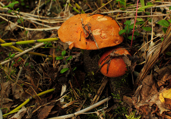 Mushrooms in the forest