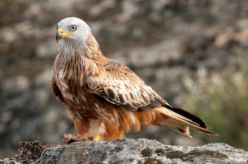 Red kite, Milvus milvus, standing on a rock