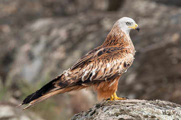 Red kite, Milvus milvus, standing on a rock