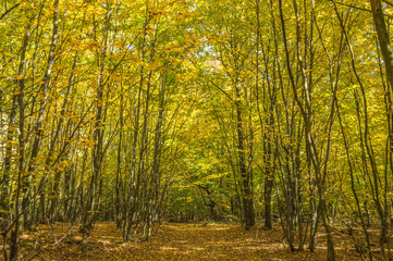 Obraz premium Młody las