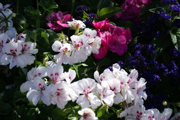 Naklejka premium Buntes Blumenbeet weiß pink 201525