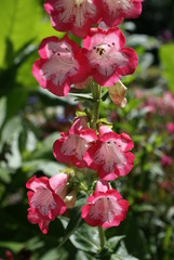 Fingerhut rosa rot 201516 Blüten