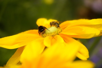 Hummel und Biene auf gelber Blüte 201530 Nahaufnahme
