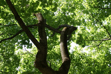 Knorriger Baum Baumkronen